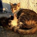 Mykonos Katzen (51)